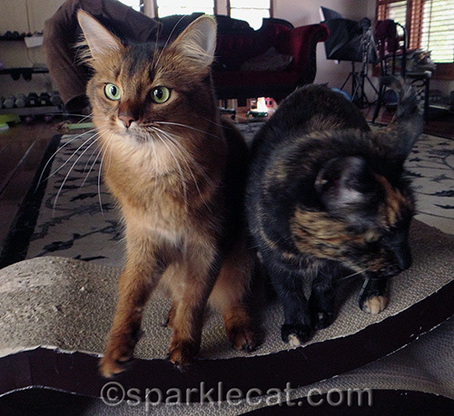 shocked somali cat with tortoiseshell cat