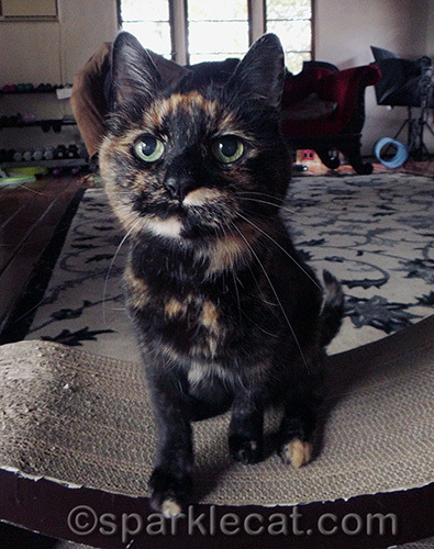 tortoiseshell cat planning