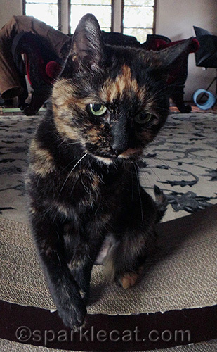 tortoiseshell cat looking stern