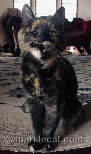tortoiseshell cat making a funny face