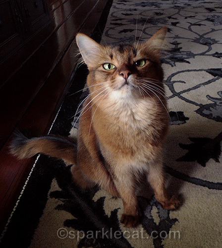 Somali cat looking smug