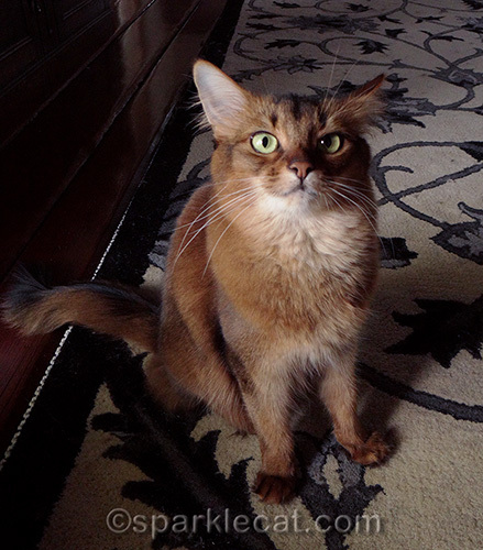 Somali cat looking dubious