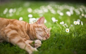 cat-sleeping-in-the-grass-750x469