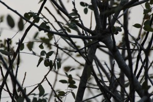 IMG_2441