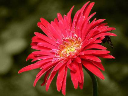 23a39-birthdayspecial