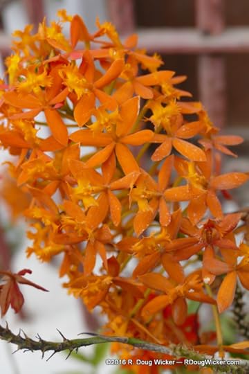 Museo Larco flowers