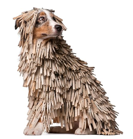 Australian Shepherd puppy covered with Clothespins, 5 months old, sitting in front of white background