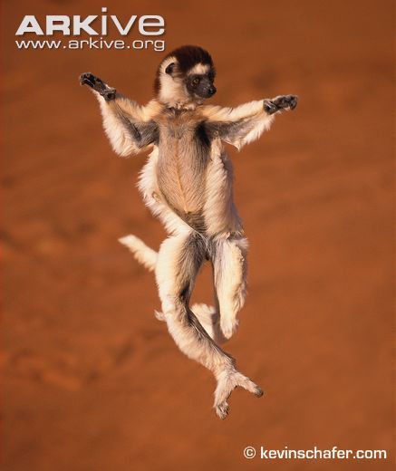 Verreaux's sifaka ballet dancer in a croisé (Photo: Kevin Schafer/Arkive)