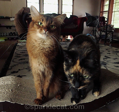 somali cat and tortoiseshell cat next to each other