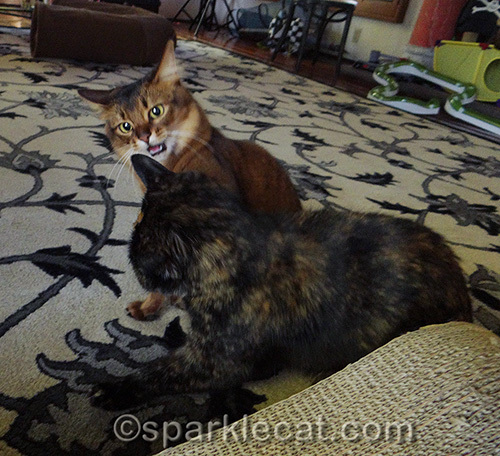 somali cat trading whaps with tortoiseshell cat