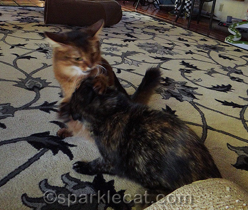 somali cat and tortoiseshell cat fighting