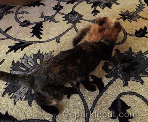 somali cat and tortoiseshell cat wrestling