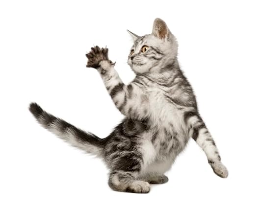 Siberian kitten clawing.