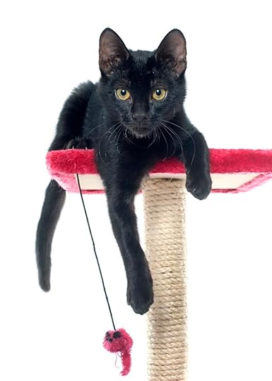 Black kitten on red cat tree.