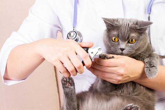 Claw trimming at the vet.