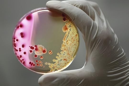 bacteria in a petri dish