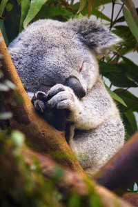 koala sleeping