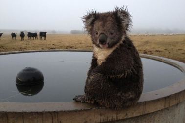 koala bath