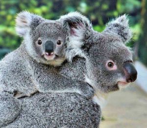 koala mum and joey