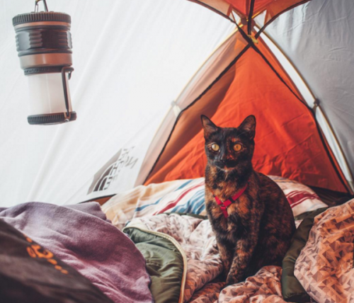 camping-cat