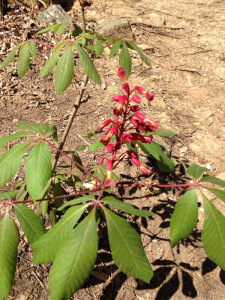 red flower in Chewacla