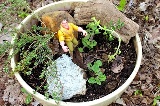 fairy-garden-herbs
