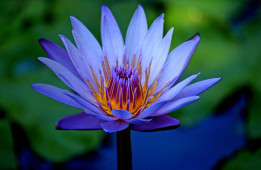 PURPLE BLUE LOTUS