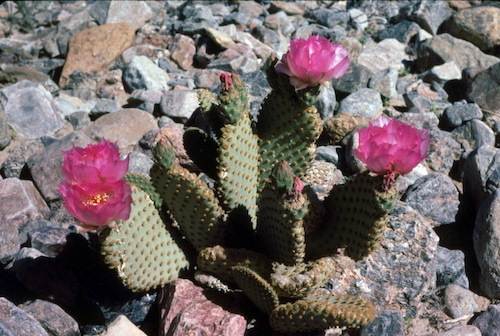 Cactus.jpeg