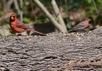 Bird-behavior-cardinal-finch-3-19-16