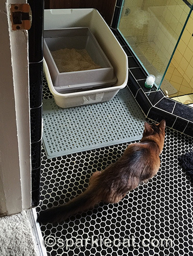 somali cat stalking rat behind litter box
