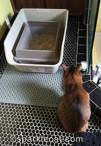 somali cat waiting for a rat to come out of hiding