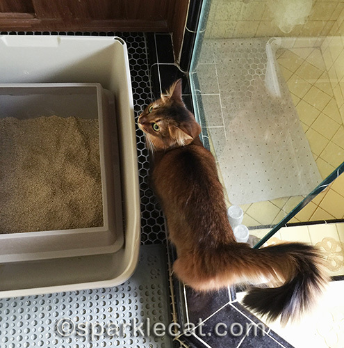 somali cat taking a break from rat hunting