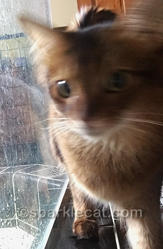 blurry selfie photo of somali cat