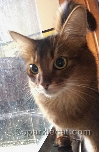 somali cat selfie in the bathroom