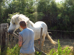 2013 horse and liam