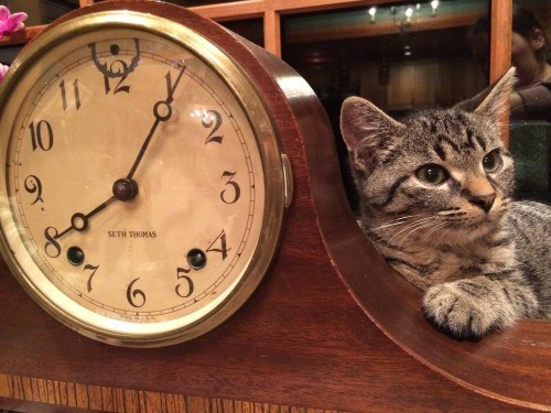 cat-time