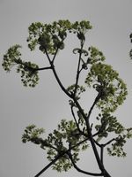 T����l�� Buds2015-april 097