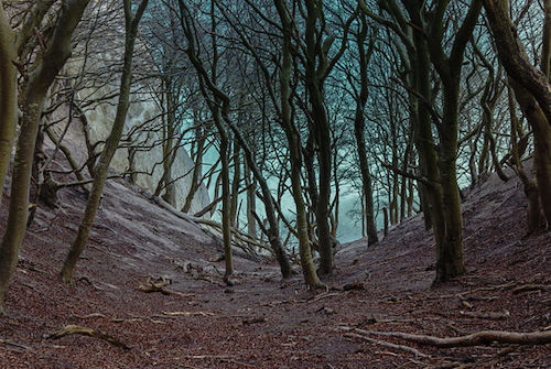 M��ns_Klint_beech_trees_in_gorge_2015-04-01-4864.jpg