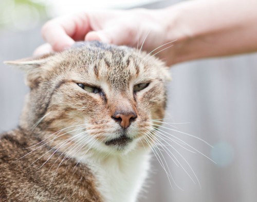 petting-aggression-cat