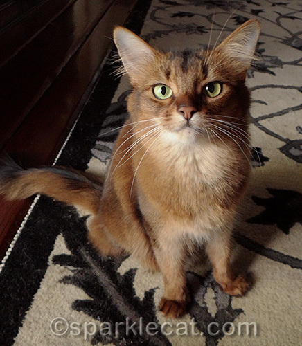 somali cat posing and looking at camera