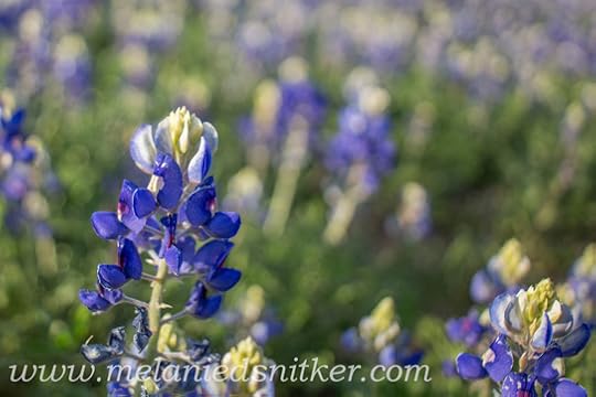 Texas Bluebonnets by Melanie D. Snitker