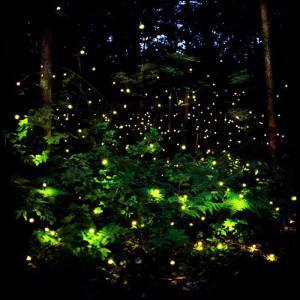 Fireflies