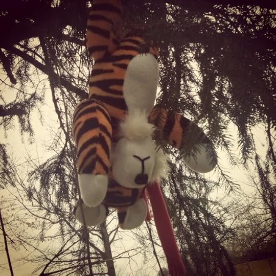 We baited out tiger trap with a tuna fish sandwich and caught Horace the Tiger