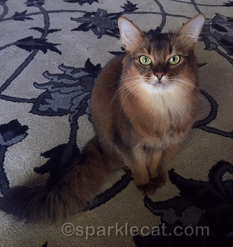 somali cat after a show bath... and bathing herself