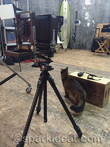 somali cat at a tintype photo studio