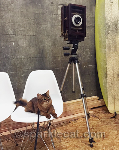 somali cat relaxing by a vintage still camera at Tin Machina