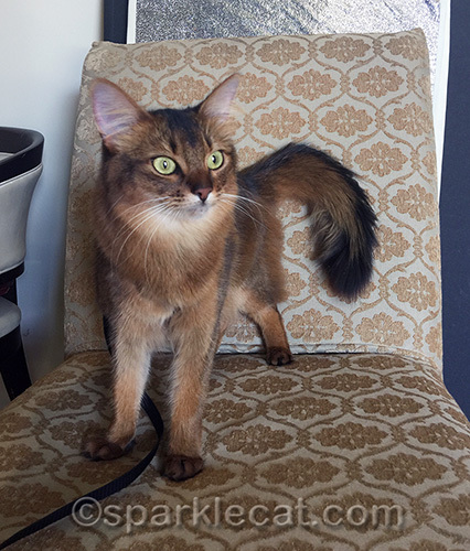 somali cat standing on vintage chair