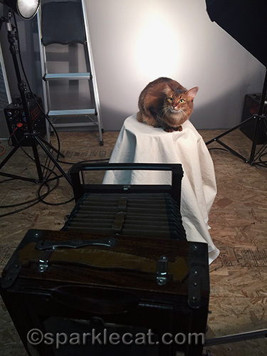 somali cat on table, waiting for tintype photographer