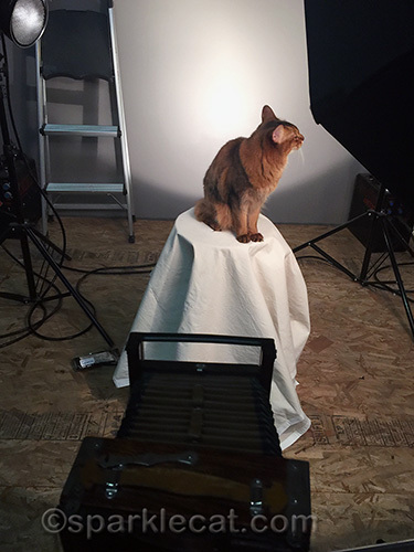 somali cat posing for tintype photos at Tin Machina