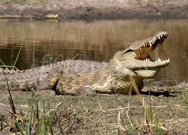 crocodile